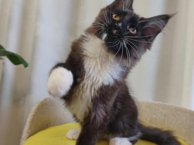 Morgan - Maine Coon - Gallery Photo #1