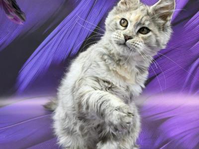 Anastasia - Maine Coon - Gallery Photo #1