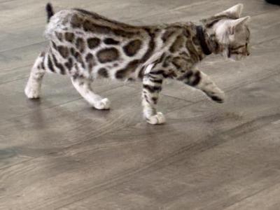 Dulce - Bengal - Gallery Photo #1