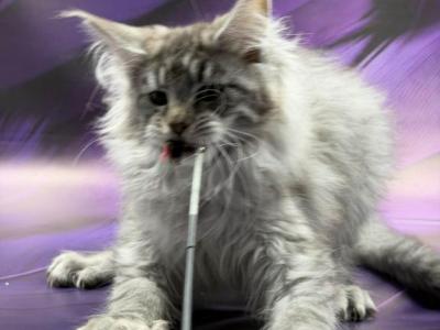 Sana - Maine Coon - Gallery Photo #1