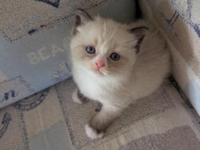 Lizzy Mae - Ragdoll - Gallery Photo #1