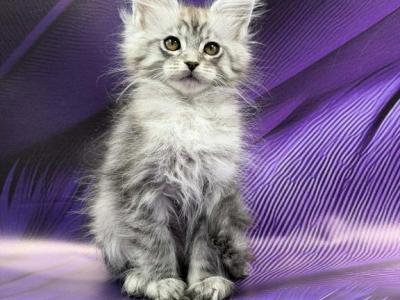 Fernando - Maine Coon - Gallery Photo #1