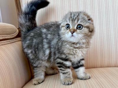 Scottish Fold Golden Marble Female - Scottish Fold - Gallery Photo #1
