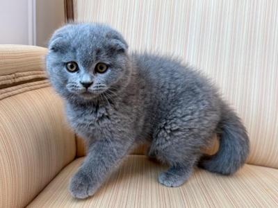 Scottish Fold Plushie Blue Male - Scottish Fold - Gallery Photo #1