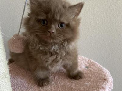 Simba British Cinnamon Long Hair Kitten - British Shorthair - Gallery Photo #1