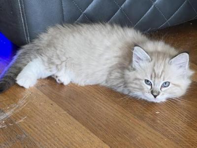 Tigress - Ragdoll - Gallery Photo #1