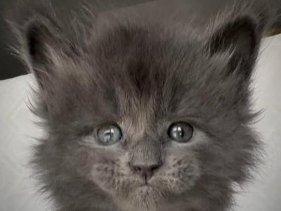 Xavian Blue - Maine Coon - Gallery Photo #1