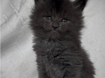 Xavian Blue - Maine Coon - Gallery Photo #1