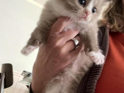 Maggie - Ragdoll - Gallery Photo #1