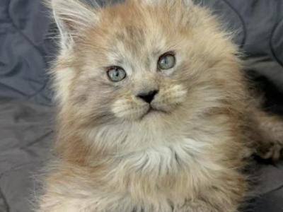 Polydactyl Male Ben - Maine Coon - Gallery Photo #1