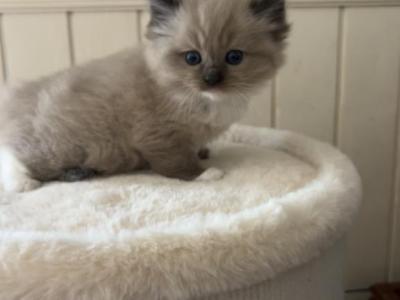 Matilda - Ragdoll - Gallery Photo #1