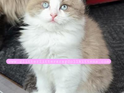 Valentina - Ragdoll - Gallery Photo #1