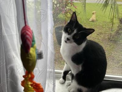 Mr Kitty - Domestic - Gallery Photo #1