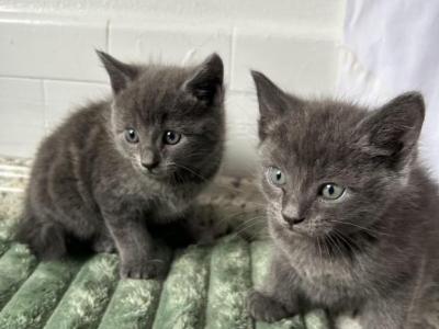 Blue Babies - Russian Blue - Gallery Photo #1
