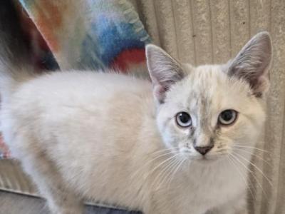 Lynx Point Siamese Females - Siamese - Gallery Photo #1