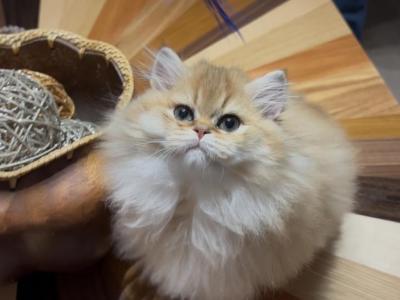 Kelly - Scottish Straight - Gallery Photo #1