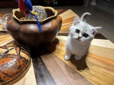 Kevin - Munchkin - Gallery Photo #1