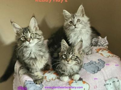 Country Legends - Maine Coon - Gallery Photo #1