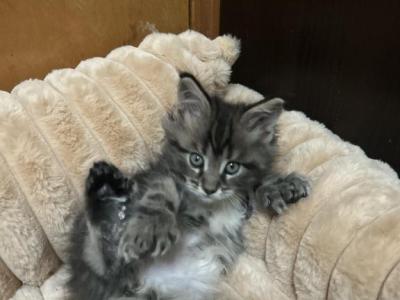 Female Brown Tabby Polydactyl Maine Coon - Maine Coon - Gallery Photo #1