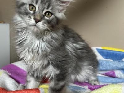 Female Black Silver Classic Maine Coon - Maine Coon - Gallery Photo #1