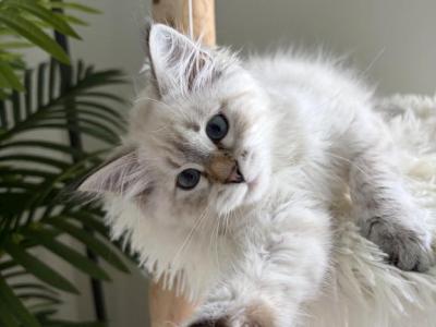 Suki - Siberian - Gallery Photo #1