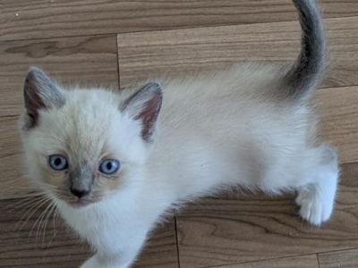 Munchkin - Ragdoll - Gallery Photo #1