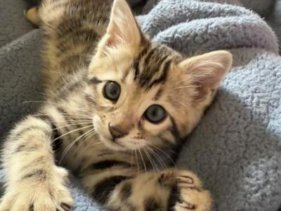 Mary Kate - Bengal - Gallery Photo #1