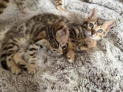 Ashley - Bengal - Gallery Photo #1