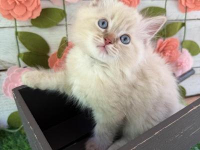 Clover - Ragdoll - Gallery Photo #1
