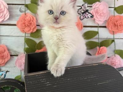 Blossom - Ragdoll - Gallery Photo #1