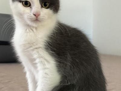 Scottish Fold Mix - Scottish Fold - Gallery Photo #1