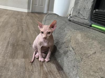 Sphynx - Sphynx - Gallery Photo #1