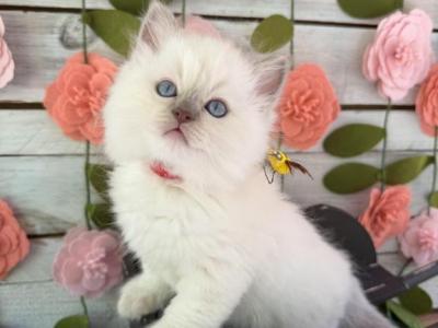 Firefly - Ragdoll - Gallery Photo #1