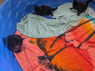 Alpha026 - Maine Coon - Gallery Photo #1