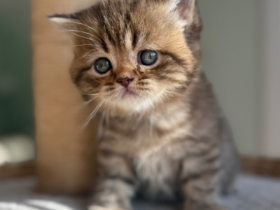 Persy - Scottish Straight - Gallery Photo #1