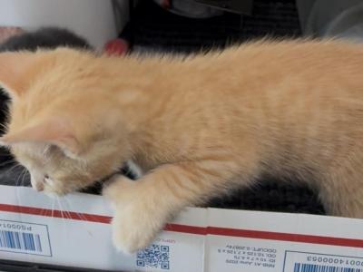 Poly Phoenix Of Maya - Polydactyl - Gallery Photo #1