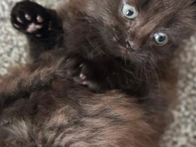 Beautiful Kitten Ready For His Home - American Longhair - Gallery Photo #1
