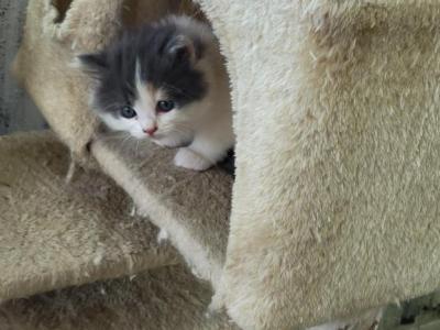 Chris - Persian - Gallery Photo #1