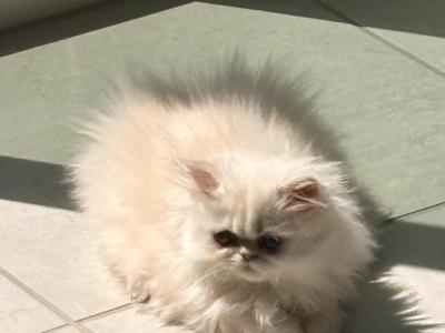Marshmallow - Persian - Gallery Photo #1