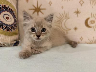 Luna - Ragdoll - Gallery Photo #1