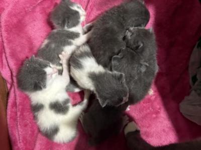 Grey And Grey And White Manx Kittens - Manx - Gallery Photo #1