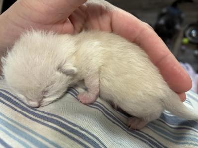 Lilac 'ragdoll' Of Dasha - Ragdoll - Gallery Photo #1
