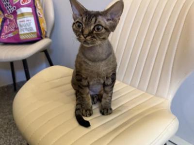 Bart - Devon Rex - Gallery Photo #1