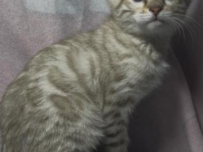 Orion - Bengal - Gallery Photo #1