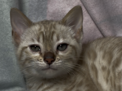 Lyra - Bengal - Gallery Photo #1