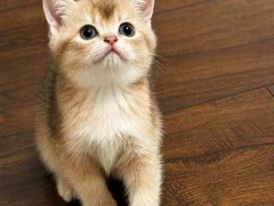 Pudding - British Shorthair - Gallery Photo #1