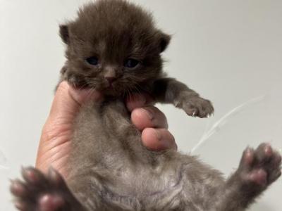 Pho Reserved - Brazilian Shorthair - Gallery Photo #1