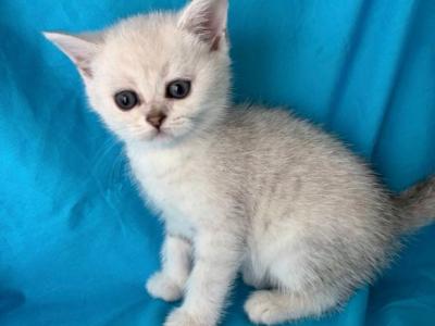 Snow - British Shorthair - Gallery Photo #1