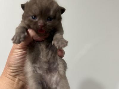 Peanut - British Shorthair - Gallery Photo #1
