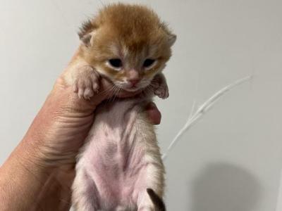 Coco - British Shorthair - Gallery Photo #1